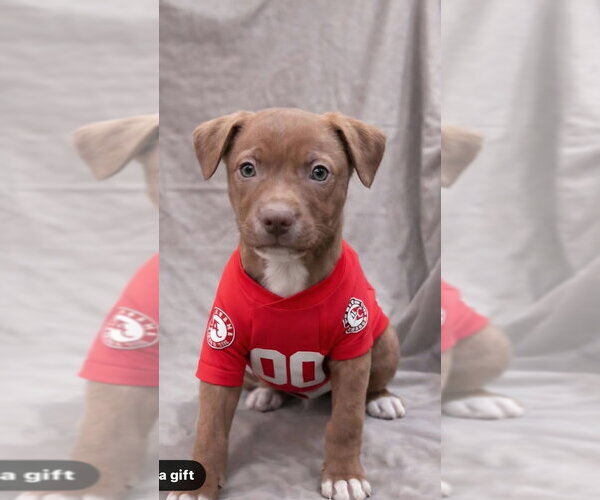 Medium Photo #2 Bogle Puppy For Sale in Aurora, IN, USA