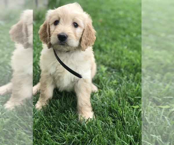 Medium Photo #2 Goldendoodle Puppy For Sale in BOWLING GREEN, KY, USA