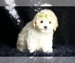 Puppy Habibi F1 Maltipoo
