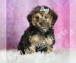 Puppy Snickerdoodle Yorkipoo