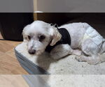 Small #1 Maltese