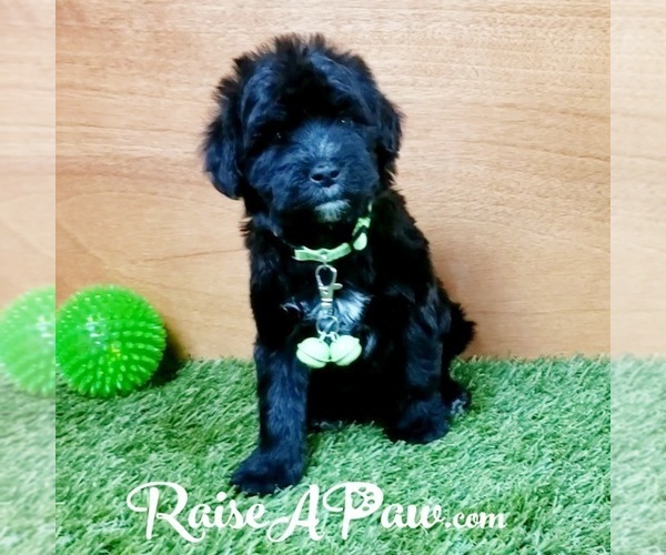 Medium Photo #8 Whoodle Puppy For Sale in OVERGAARD, AZ, USA