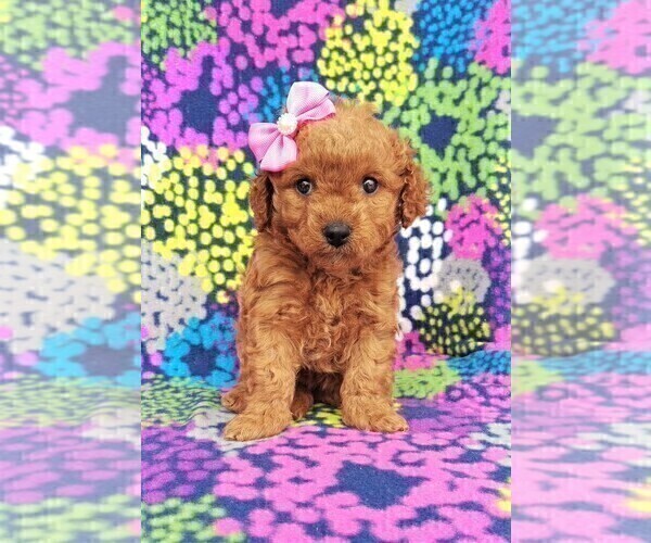 Medium Photo #1 Cavachon-Poodle (Toy) Mix Puppy For Sale in LANCASTER, PA, USA