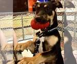 Small Photo #1  Puppy For Sale in , 