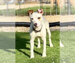 Small #2 Jack Russell Terrier Mix