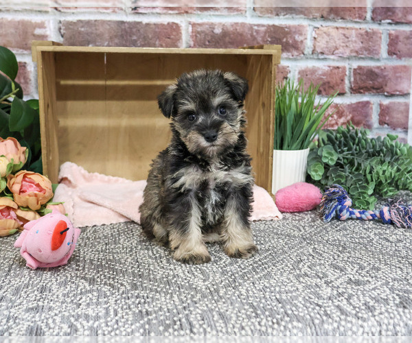 Medium Photo #6 Schnauzer (Miniature) Puppy For Sale in SYRACUSE, IN, USA