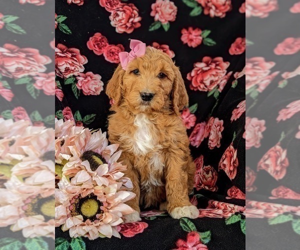 Medium Photo #2 Goldendoodle Puppy For Sale in OXFORD, PA, USA
