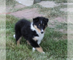 Collie Puppy for sale in SPEARFISH, SD, USA