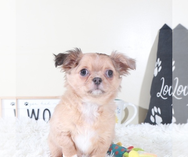 Medium Photo #5 Chihuahua Puppy For Sale in MOUNT VERNON, OH, USA