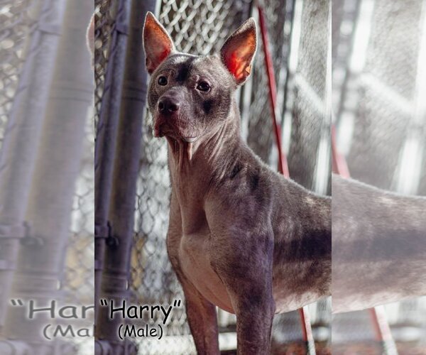 Medium Photo #2 American Pit Bull Terrier-Unknown Mix Puppy For Sale in Frenchburg, KY, USA