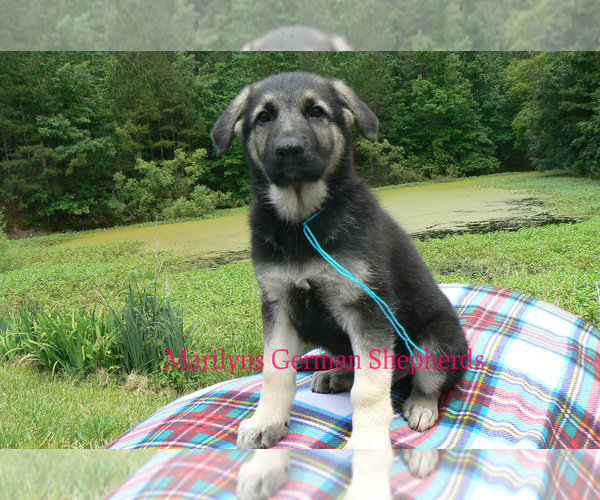 Medium Photo #6 German Shepherd Dog Puppy For Sale in PIEDMONT, MO, USA
