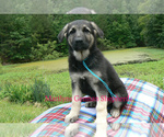Small #5 German Shepherd Dog