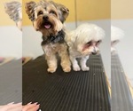 Small Photo #1 Morkie Puppy For Sale in ARLINGTON, TX, USA