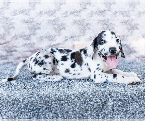 Medium Photo #17 Great Dane Puppy For Sale in WAKARUSA, IN, USA