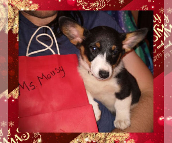 Medium Photo #5 Pembroke Welsh Corgi Puppy For Sale in GALLEGOS, NM, USA