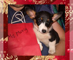 Small Photo #5 Pembroke Welsh Corgi Puppy For Sale in GALLEGOS, NM, USA