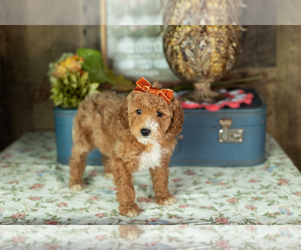 Medium Photo #8 Miniature Labradoodle Puppy For Sale in NAPPANEE, IN, USA