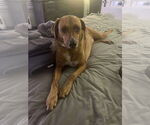 Small #8 Redbone Coonhound Mix