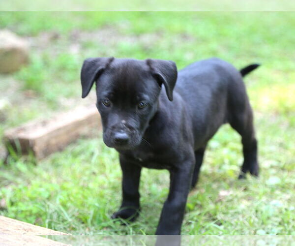 Medium Photo #2 Mutt Puppy For Sale in Wakefield, RI, USA