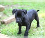 Small #1 Mutt