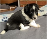 Small Photo #8 Border Collie-Papillon Mix Puppy For Sale in CULPEPER, VA, USA