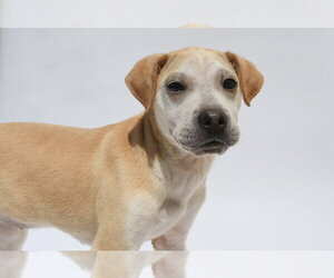 Labrador Retriever-Unknown Mix Dogs for adoption in Lakewood, CO, USA