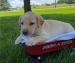 Puppy Daisy Labrador Retriever