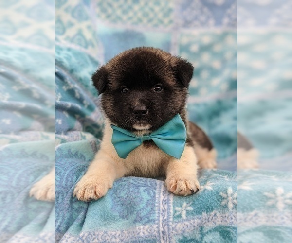 Medium Photo #2 Akita Puppy For Sale in PARADISE, PA, USA