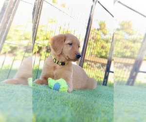 Golden Retriever Puppy for sale in VALLEJO, CA, USA