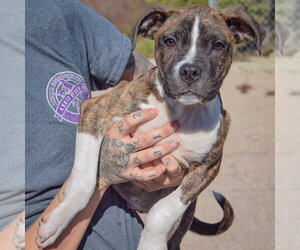 Lyle - Male American Staffordshire Terrier-Boxer Mix Dog for Adoption - Photo #4