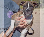 Small Photo #4 American Staffordshire Terrier-Boxer Mix Puppy For Sale in Huntley, IL, USA