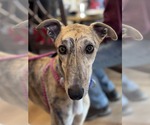 Small Greyhound
