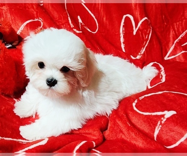 Medium Photo #5 Maltese Puppy For Sale in BRANDON, MS, USA
