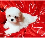 Small #4 Maltese