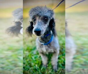Poodle (Toy) Dogs for adoption in Pacolet, SC, USA