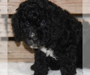 Goldendoodle-Poodle (Miniature) Mix Puppy for sale in STANLEY, WI, USA
