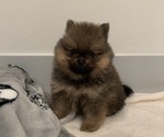 Small Photo #9 Pomeranian Puppy For Sale in SNOHOMISH, WA, USA