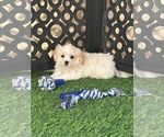 Image preview for Ad Listing. Nickname: Bronson