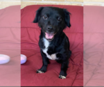 Small #1 Chihuahua Mix