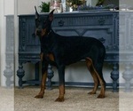 Small Photo #51 Doberman Pinscher Puppy For Sale in WARSAW, IN, USA
