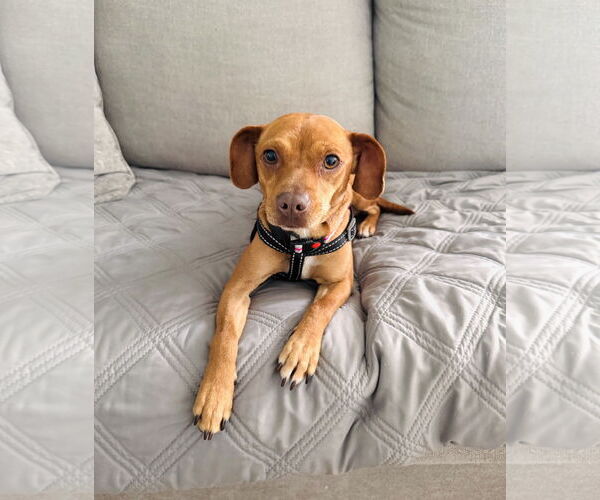 Medium Photo #9 Chiweenie Puppy For Sale in Valrico, FL, USA