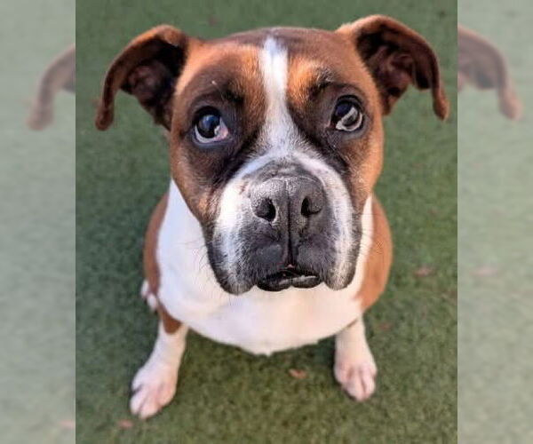 Medium Photo #4 Boxer Puppy For Sale in Stanwood, WA, USA