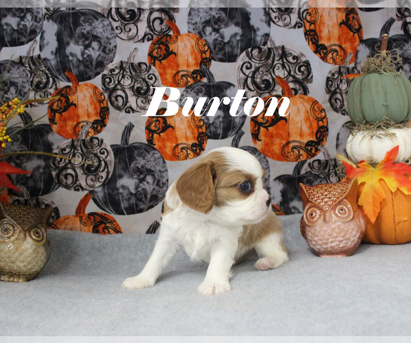 Medium Photo #11 Cavalier King Charles Spaniel Puppy For Sale in CHANUTE, KS, USA