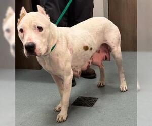 Mutt Dogs for adoption in Baytown, TX, USA