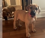 Small Rhodesian Ridgeback