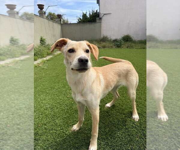 Medium Photo #3 Labrador Retriever-Unknown Mix Puppy For Sale in Pacifica, CA, USA