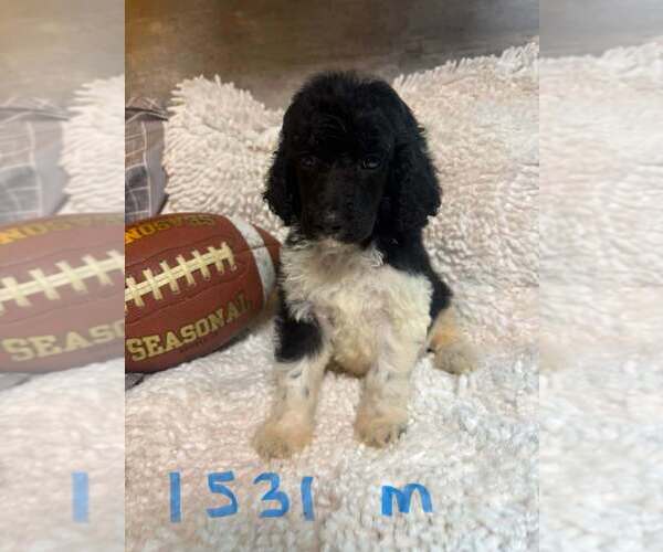 Medium Photo #1 Poodle (Standard) Puppy For Sale in DUNNELLON, FL, USA