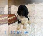 Small Poodle (Standard)