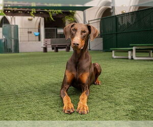 Doberman Pinscher Dogs for adoption in Pasadena, CA, USA