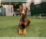 Small Doberman Pinscher
